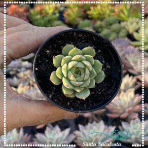 ECHEVERIA BEN BADIS BABY – PT 07 cm