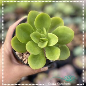 ECHEVERIA BIG GREEN – PT 11 cm