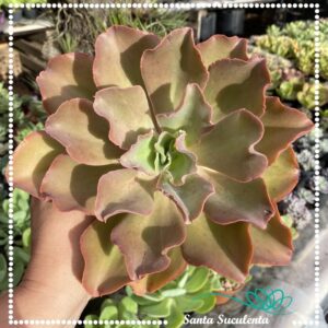 ECHEVERIA BLUE CURLS (GRANDE) – PT 15 cm