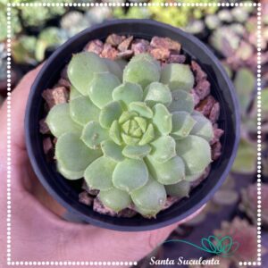 ECHEVERIA DORETTE – PT 09 cm