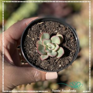ECHEVERIA FALSA NUBIA BABY – PT 07 cm