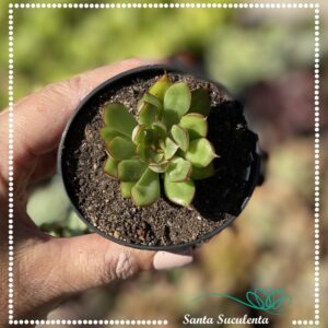 ECHEVERIA FLAMENCO BABY – PT 07 cm
