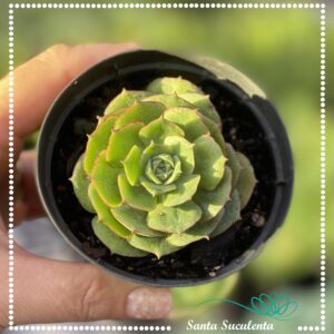 ECHEVERIA GLORIA – PT 09 cm