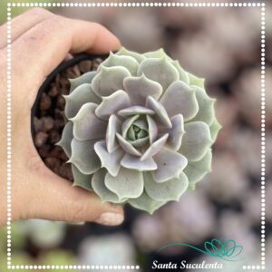 ECHEVERIA LOLA – PT 09 cm