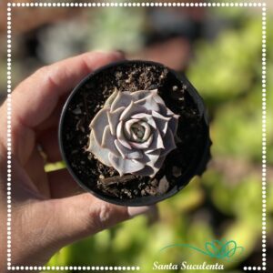 ECHEVERIA LOTUS – PT 07 cm