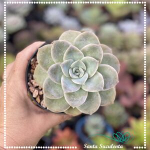 ECHEVERIA LOVELY ROSE REVERSA – PT 11 cm