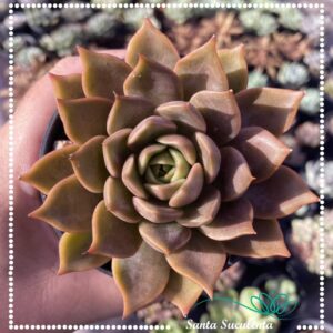 ECHEVERIA MARROM – PT 09 cm