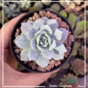 ECHEVERIA PEACOCKII – PT 09 cm