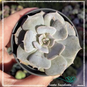 ECHEVERIA POLLUX – PT 09 cm