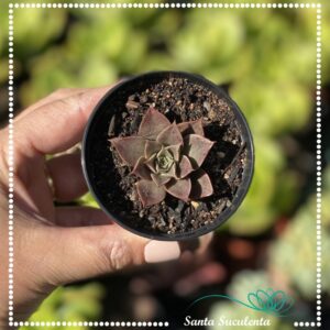 ECHEVERIA PUNITA BABY – PT 07 cm