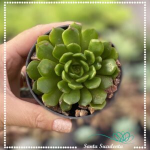 ECHEVERIA ROSALINDA – PT 09 cm