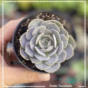 ECHEVERIA RUNYONII SAN CARLOS – PT 09 cm