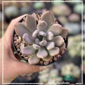 ECHEVERIA SNOW QUEEN – PT 09 cm