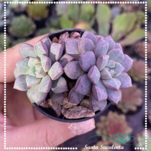 ECHEVERIA SUBCORYMBOSA – PT 07 cm