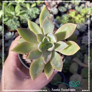 ECHEVERIA WATER LILY – PT 09 cm
