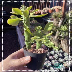 EUPHORBIA MONADENIUM GUENTHERI – PT 09 cm