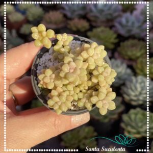 GRAPTOPETALUM MIRINAE – PT 06 cm