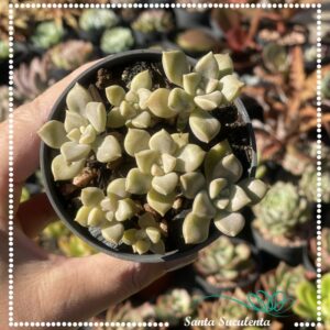 GRAPTOPETALUM PARAGUAYENSE MINI (COLONIA) – PT 09 cm