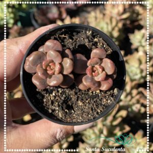 GRAPTOSEDUM ADRIA BUBBALOO – PT 07 cm