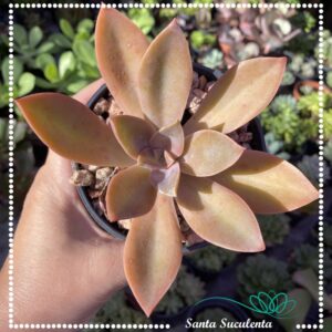 GRAPTOVERIA FRED IVES  – PT 11 cm