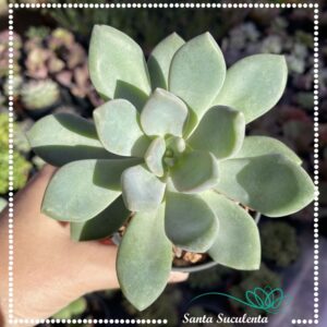 GRAPTOVERIA SUPREME – PT 11 cm