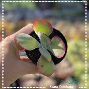 KALANCHOE FANTASTIC  – PT 07 cm
