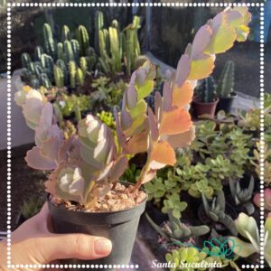 KALANCHOE FEDTSCHENKOI – PT 11 cm