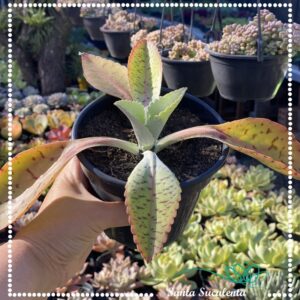 KALANCHOE GASTONIS BONNIERI (GRANDE)  – PT 15 cm