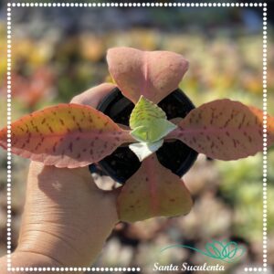 KALANCHOE GASTONIS BONNIERI  – PT 09 cm