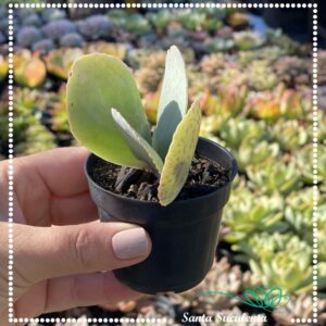 KALANCHOE GRANDIFLORA BABY  – PT 07 cm