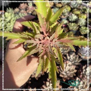 KALANCHOE LACINIATA – PT 09 cm