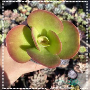 KALANCHOE LUCIAE – PT 09 cm