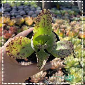 KALANCHOE MARMORATA – PT 09 cm