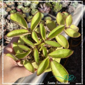 KALANCHOE PROLIFERA  – PT 09 cm