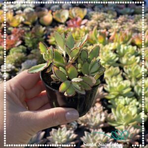 KALANCHOE SERRATIFOLIA BABY – PT 07 cm