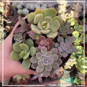 KIT VERDE N.01 (08 UNID) – PT 11 cm