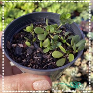 PEPEROMIA QUADRANGULARIS – PT 07 cm