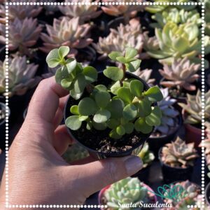 PORTULACARIA AFRA BABY – PT 07 cm