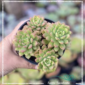 SEDEVERIA MAIALEN (COLONAI)  – PT 11 cm