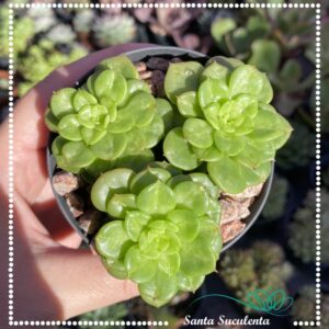 SEDEVERIA ROLLY – PT 09 cm