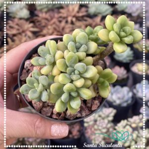 SEDUM CLAVATUM (COLONIA) – PT 09 cm
