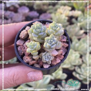 SEDUM PEREZDELAROSAE – PT 06 cm