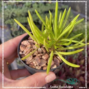 SENECIO BARBERTONICUS – PT 07 cm