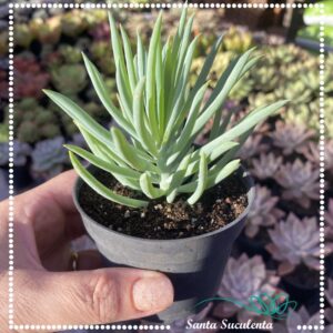 SENECIO VITALIS – PT 09 cm