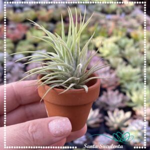 TILLANDSIA MINI BROMELIA – PT 06 cm
