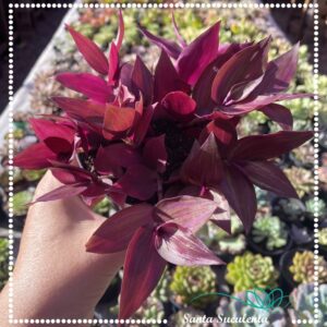 TRADESCANTIA PALLIDA PURPUREA ROXO – PT 11 cm