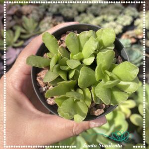 ADROMISCHUS CRISTATUS VAR. ZEYHERI – PT 09 cm