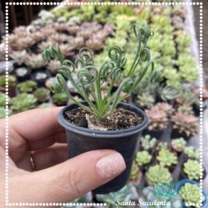 ALBUCA SPIRALIS (MUDA PEQUENA COM RAIZ) – PT 06 cm