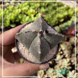 CACTO ASTROPHYTUM MYRIOSTIGMA VAR. QUADRICOSTATUM 4K – PT 07 cm
