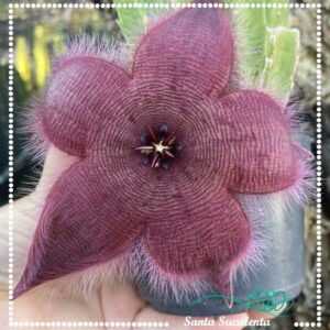 CACTO ESTRELA STAPELIA HIRSUTA – PT 09 cm